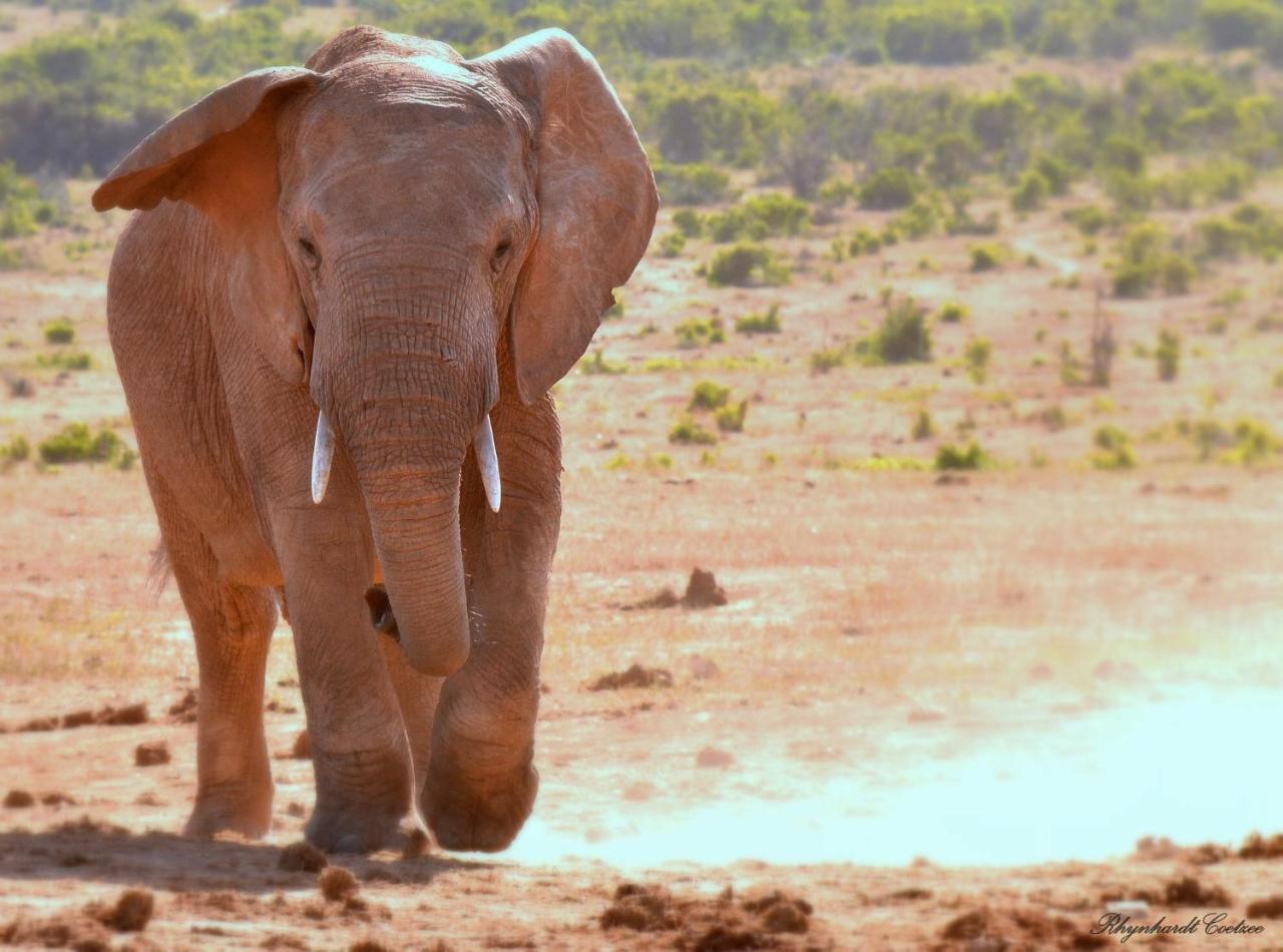 Addo Elephant Safari Lodge - Bellevue Forest Reserve Paterson Dış mekan fotoğraf
