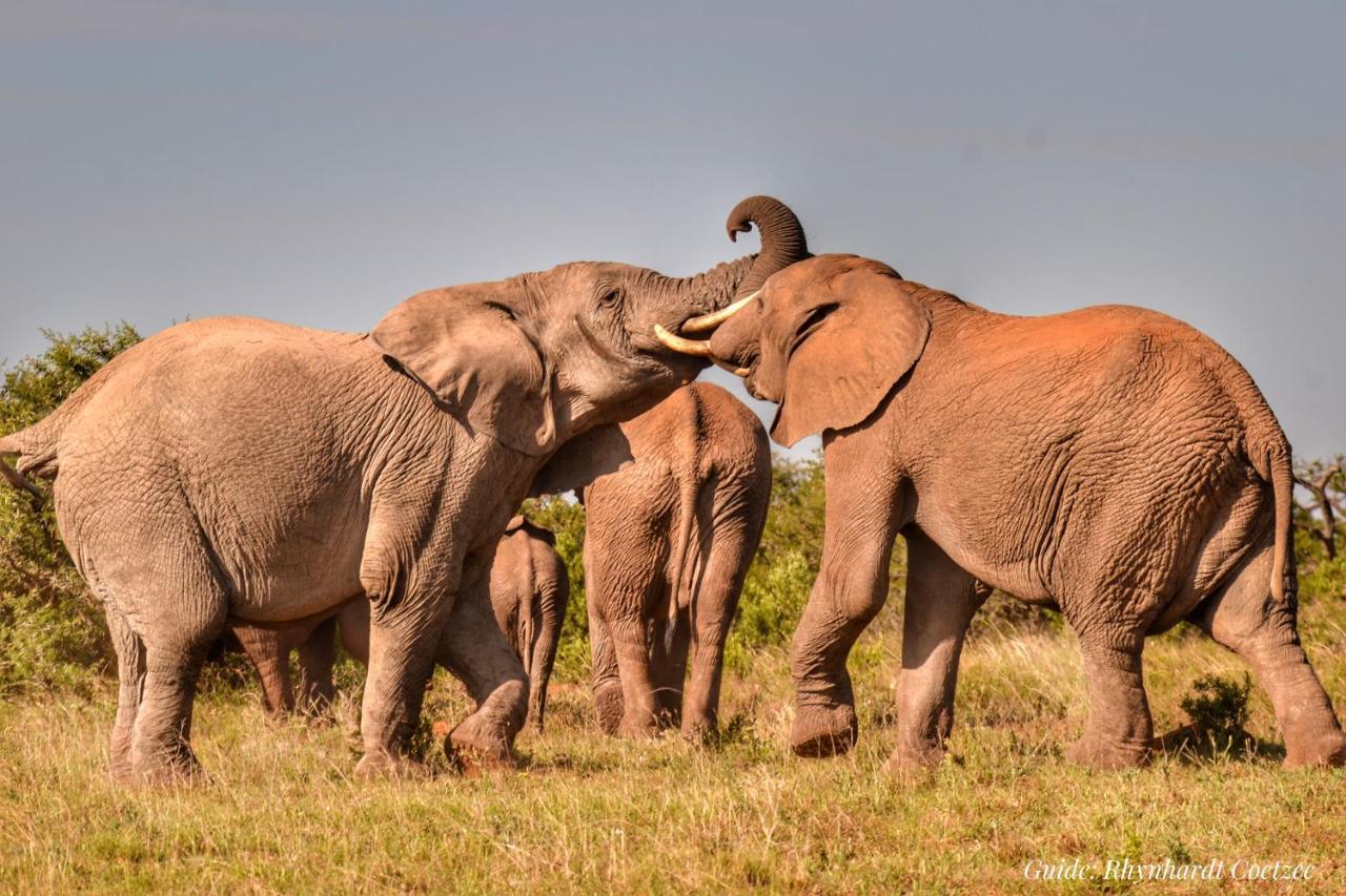 Addo Elephant Safari Lodge - Bellevue Forest Reserve Paterson Dış mekan fotoğraf