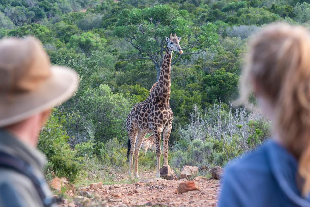 Addo Elephant Safari Lodge - Bellevue Forest Reserve Paterson Dış mekan fotoğraf