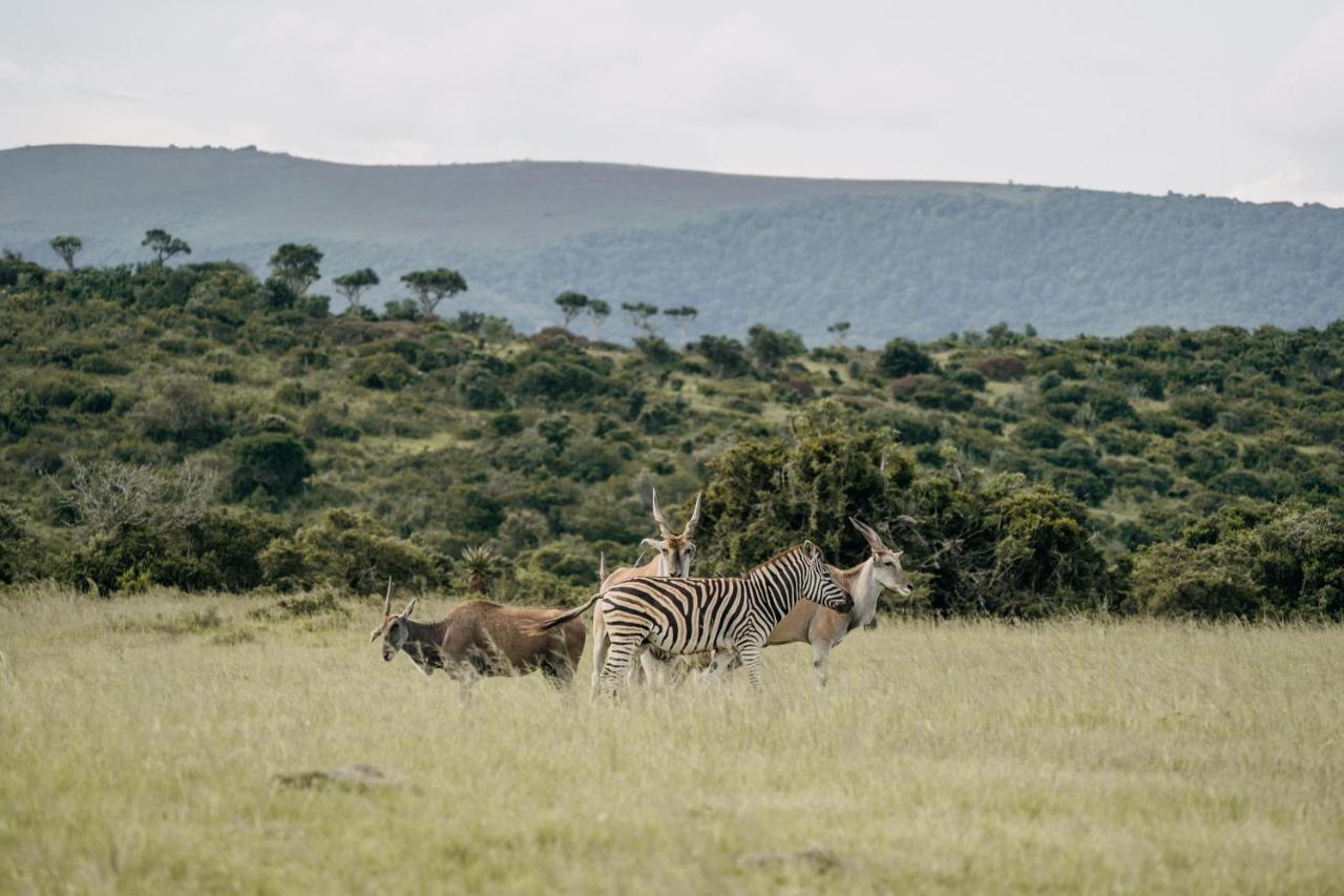 Addo Elephant Safari Lodge - Bellevue Forest Reserve Paterson Dış mekan fotoğraf