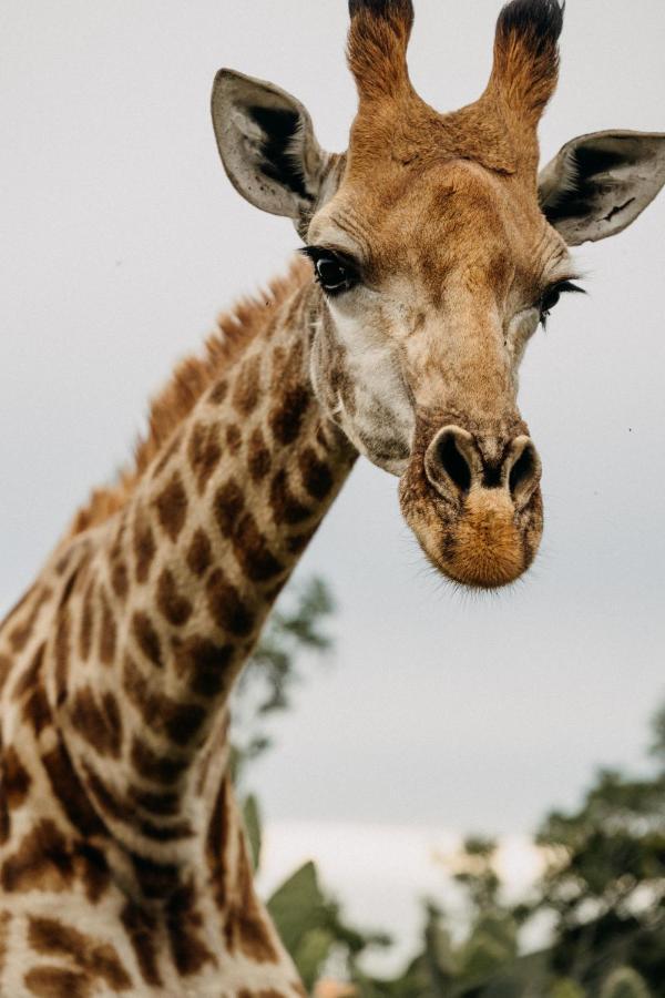 Addo Elephant Safari Lodge - Bellevue Forest Reserve Paterson Dış mekan fotoğraf