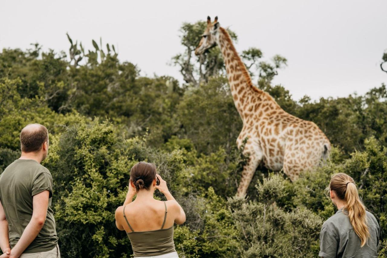 Addo Elephant Safari Lodge - Bellevue Forest Reserve Paterson Dış mekan fotoğraf